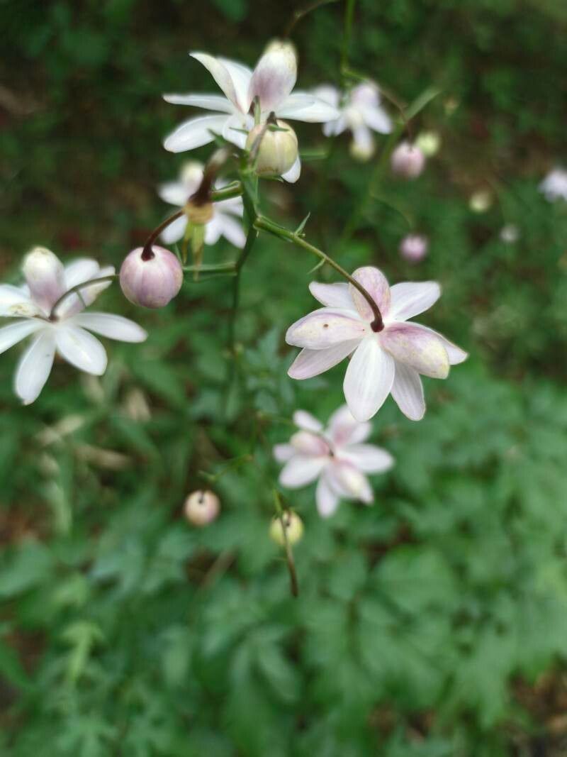 Anemonopsis macrophylla — search result for 'Anemone'