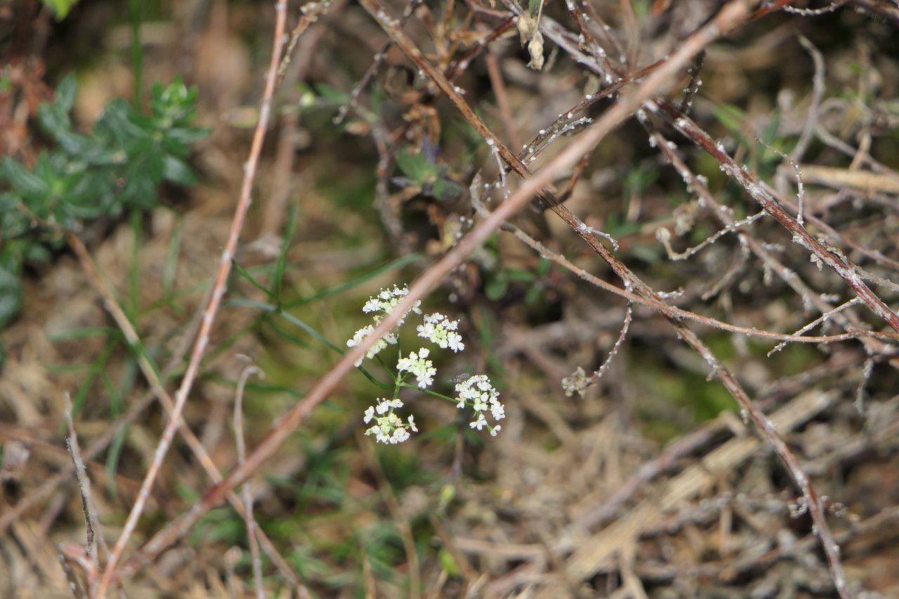 Conopodium subcarneum flower