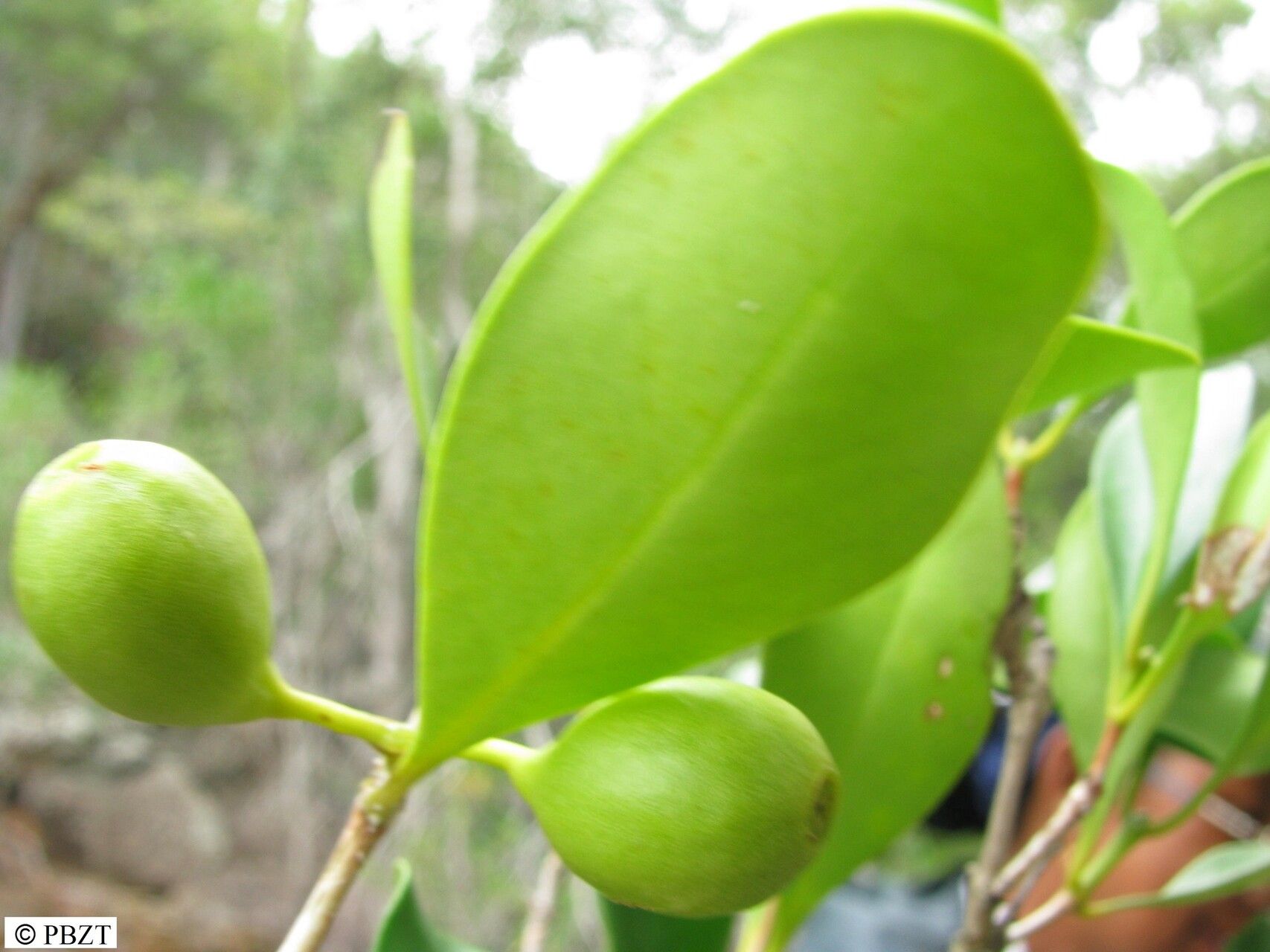 Coffea bertrandii — search result for 'Coffea'