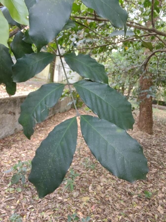 Khaya grandifoliola leaf