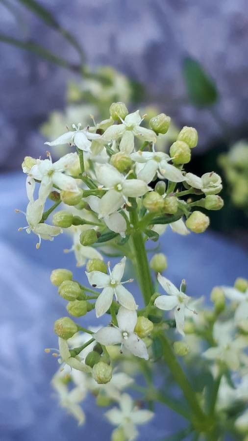 Galium baldense flower