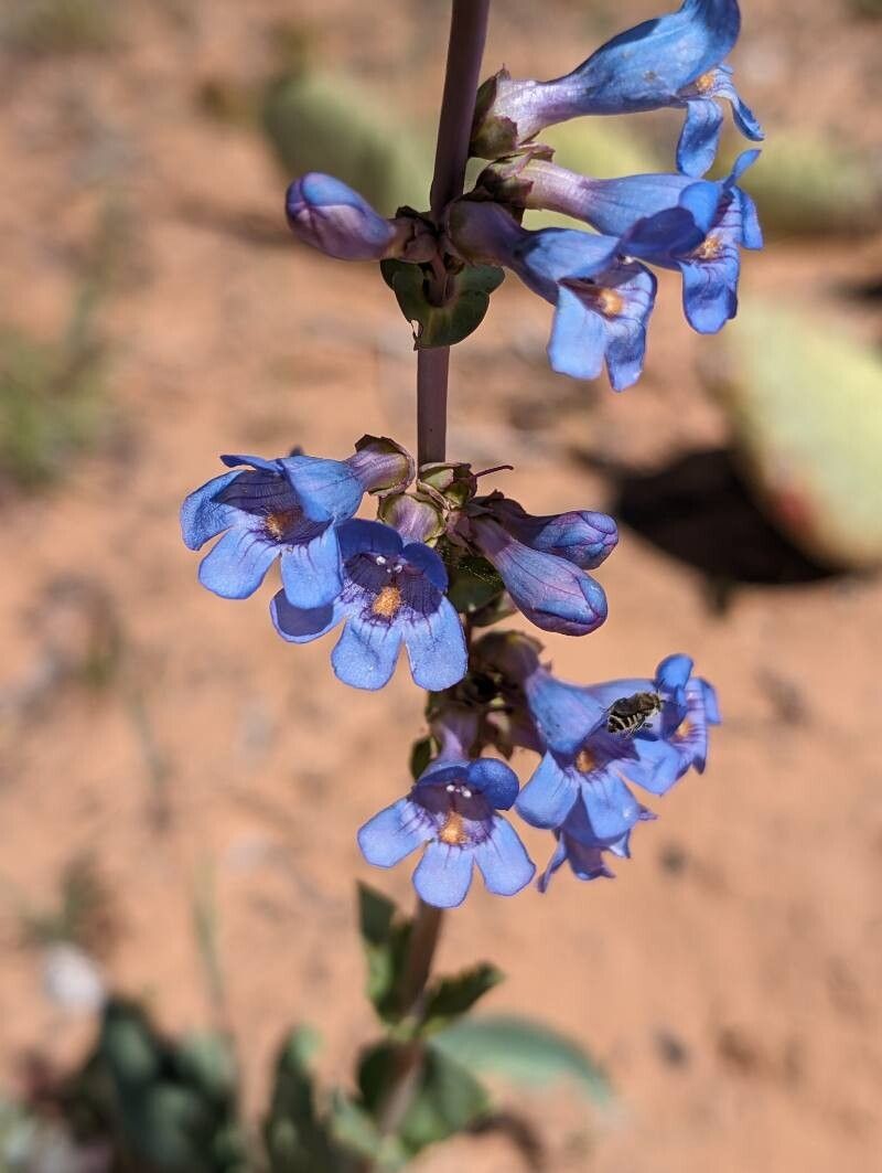 Penstemon lentus flower