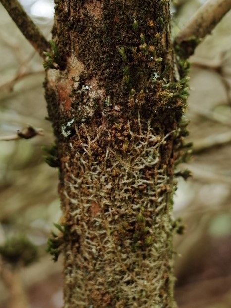 Rhododendron schlippenbachii bark