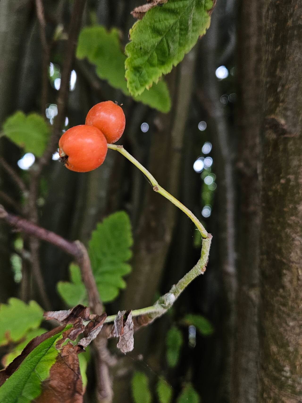 Hedlundia thuringiaca fruit