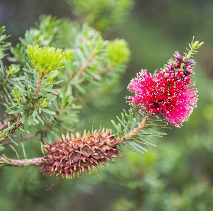 Kunzea baxteri flower
