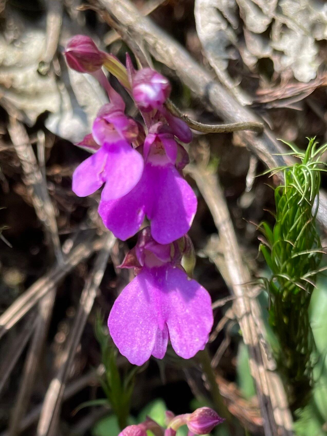 Cynorkis symoensii flower
