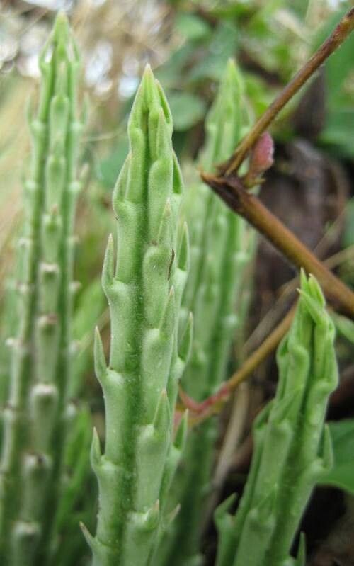 Stapelia kwebensis — houseplant care guide