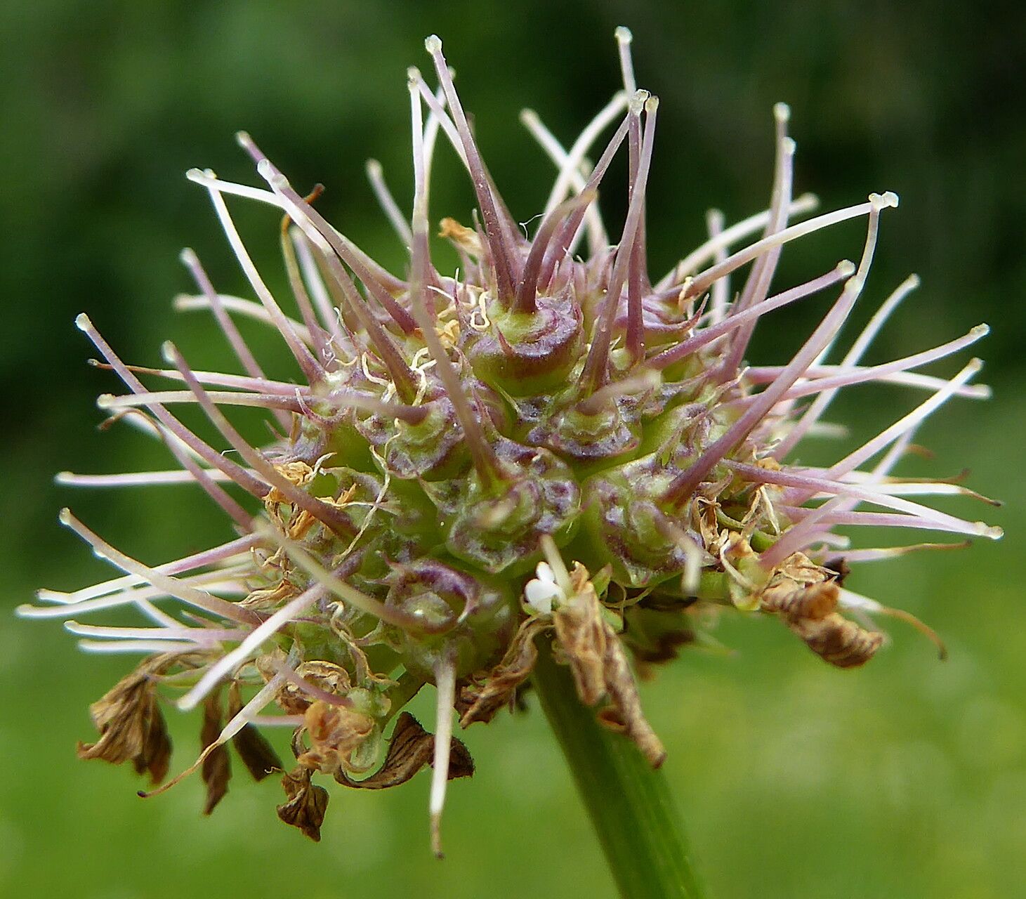Oenanthe fistulosa fruit