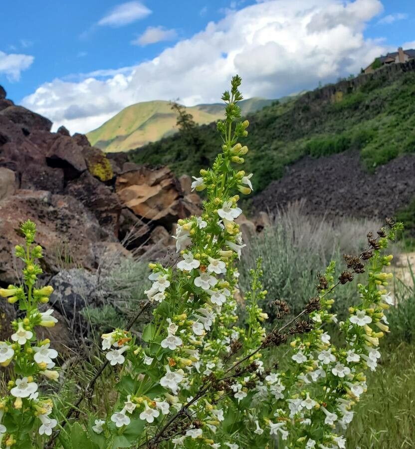 Penstemon deustus flower
