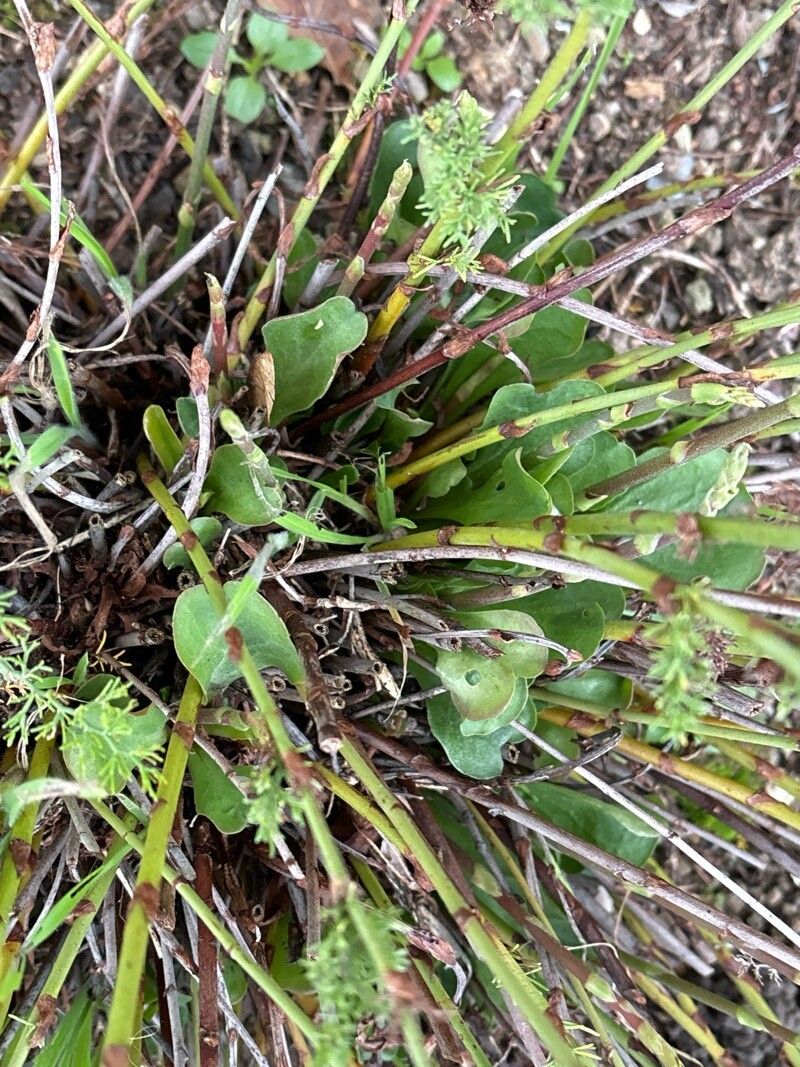 Limonium asparagoides leaf
