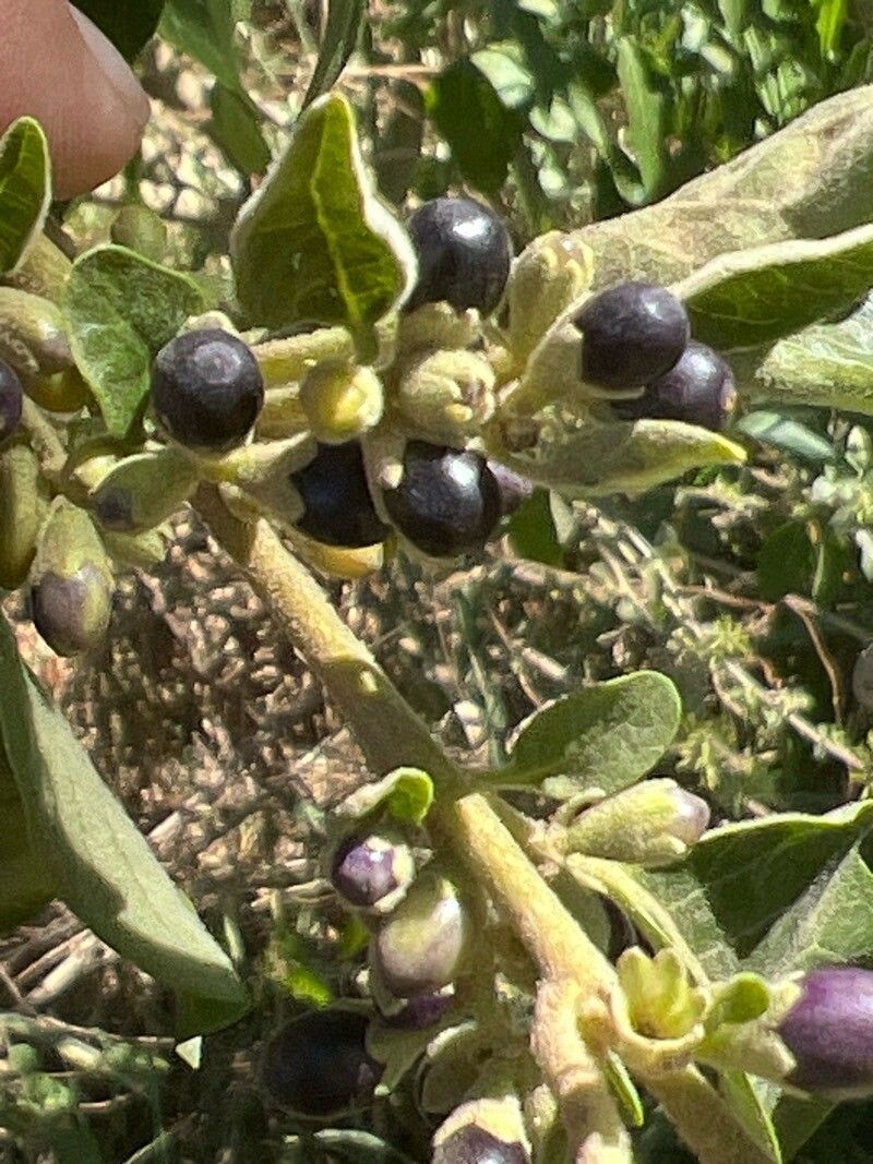 Cestrum reflexum fruit
