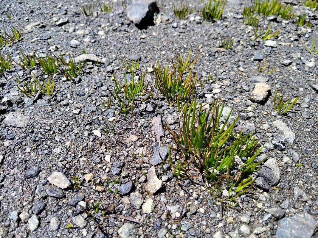 Isoetes storkii leaf