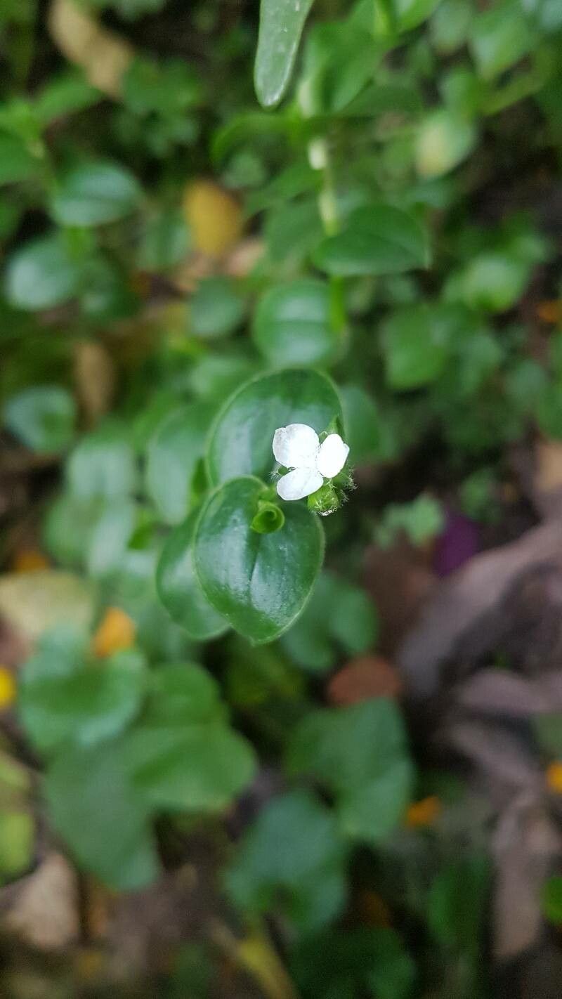 Callisia gracilis — houseplant care guide