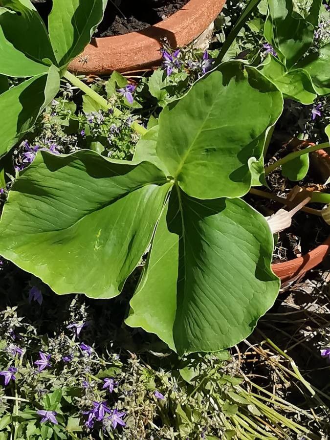 Arisaema candidissimum