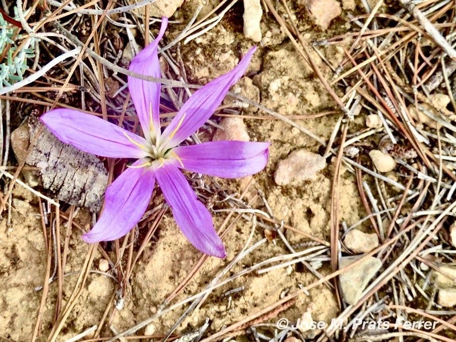 Colchicum filifolium flower