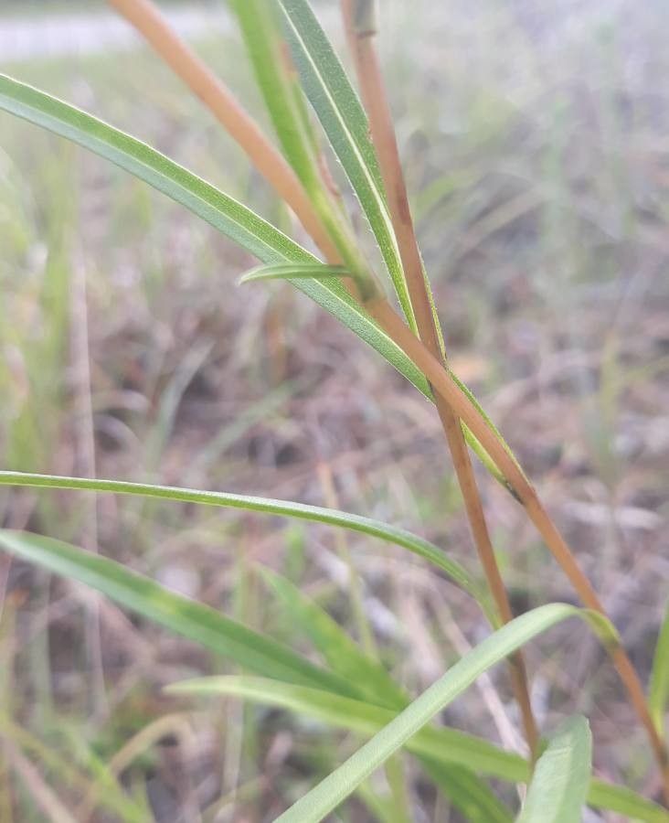Erigeron foliosus bark