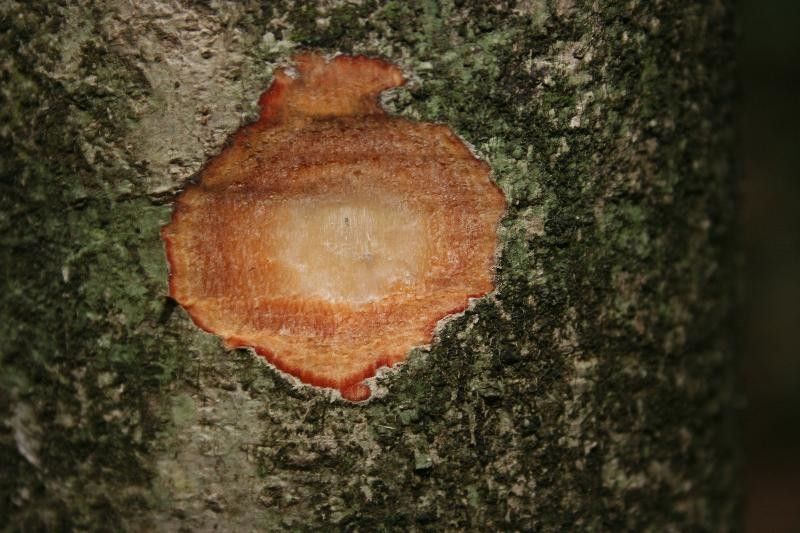 Sloanea garckeana other