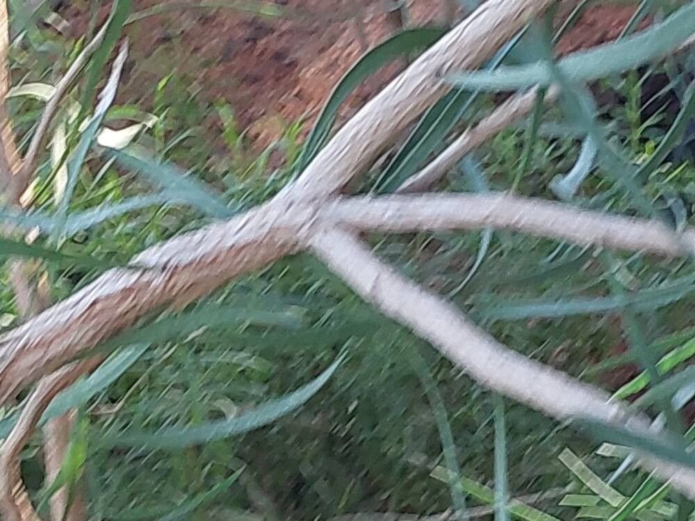 Melaleuca phoenicea bark