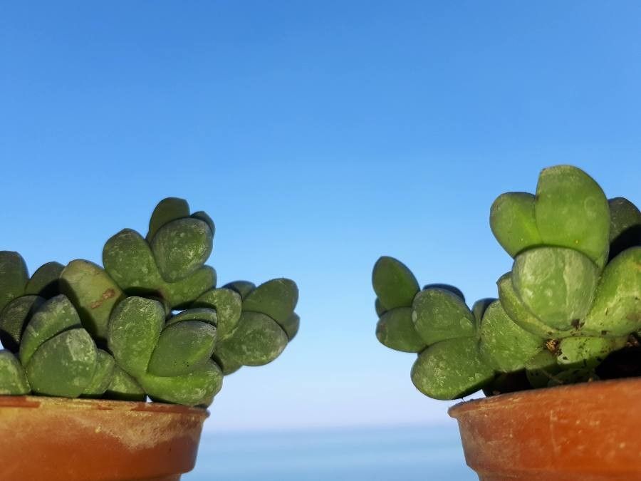 Delosperma asperulum