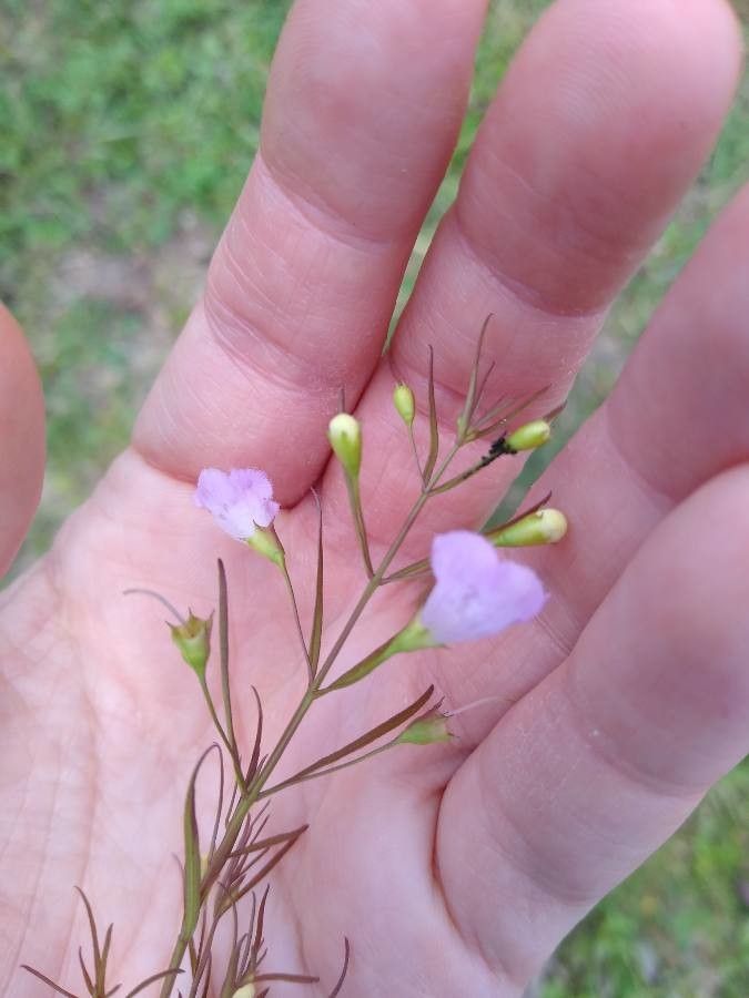Agalinis tenuifolia flower
