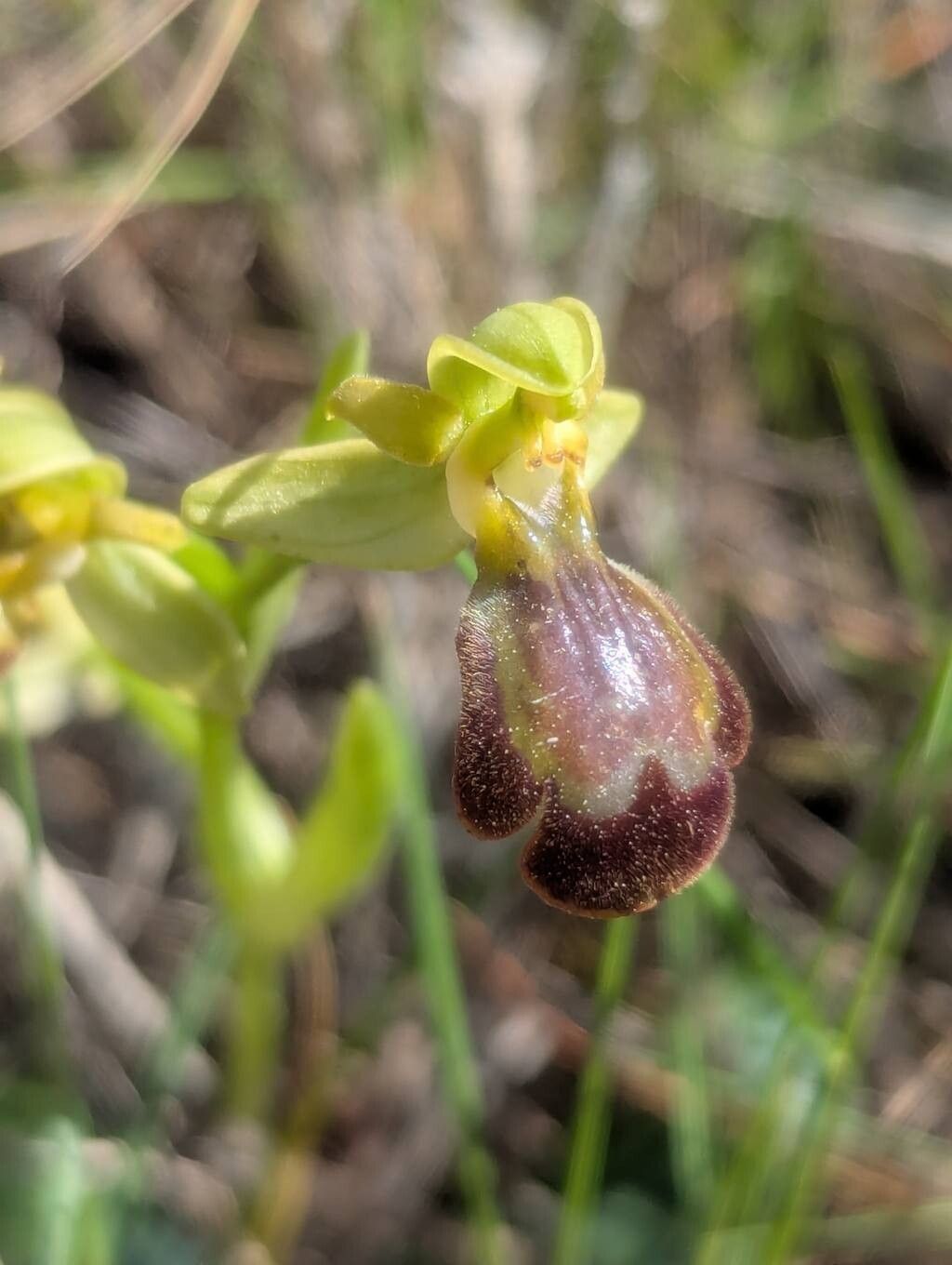 Ophrys × eliasii — houseplant care guide