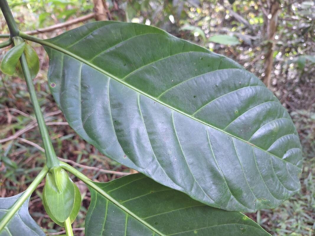 Nauclea diderrichii — related species from the same genus