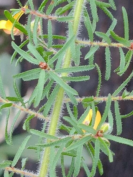 Pultenaea hispidula — related species from the same genus