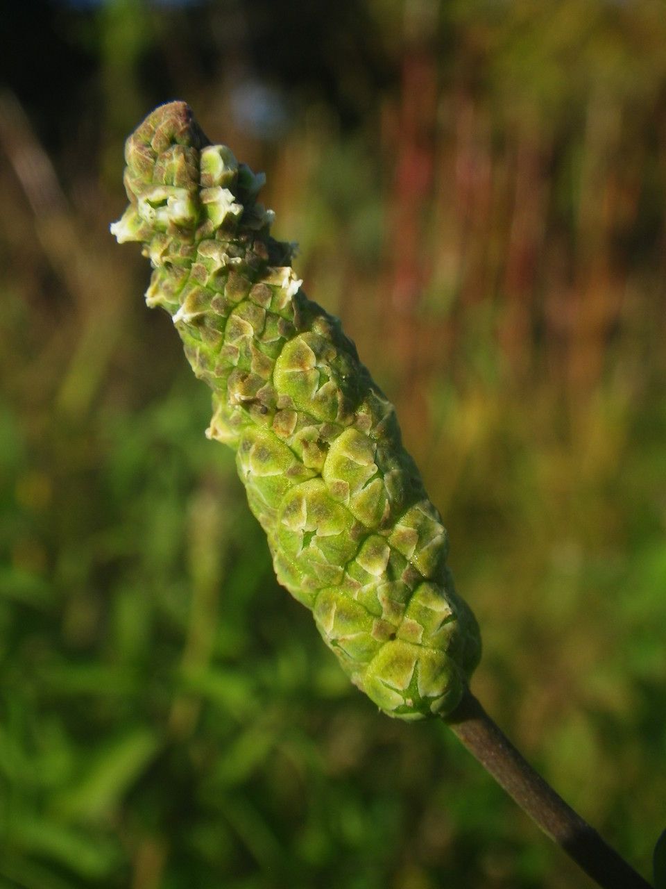 Sphenoclea zeylanica fruit