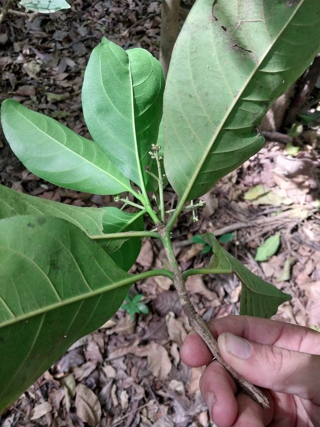 Ixora floribunda — houseplant care guide