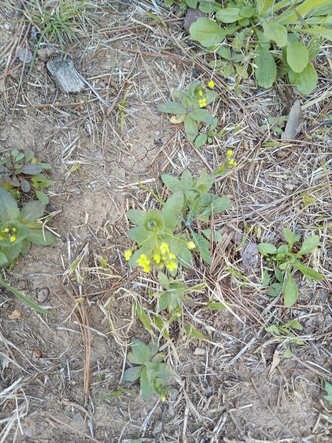 Draba nemorosa — search result for 'Brassicaceae'