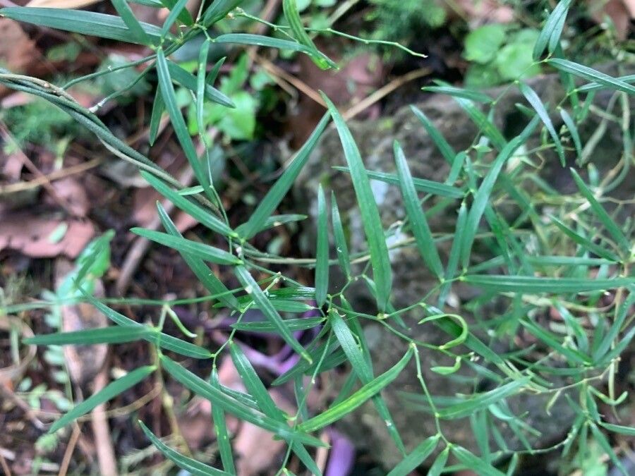 Geitonoplesium cymosum — houseplant care guide