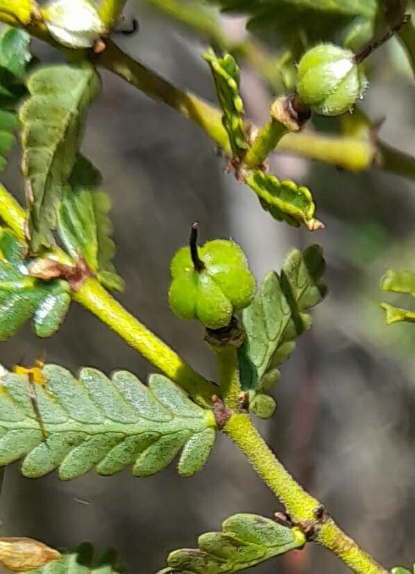 Larrea nitida fruit