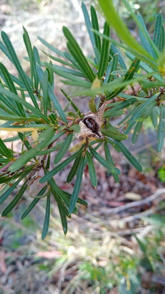 Lambertia formosa fruit