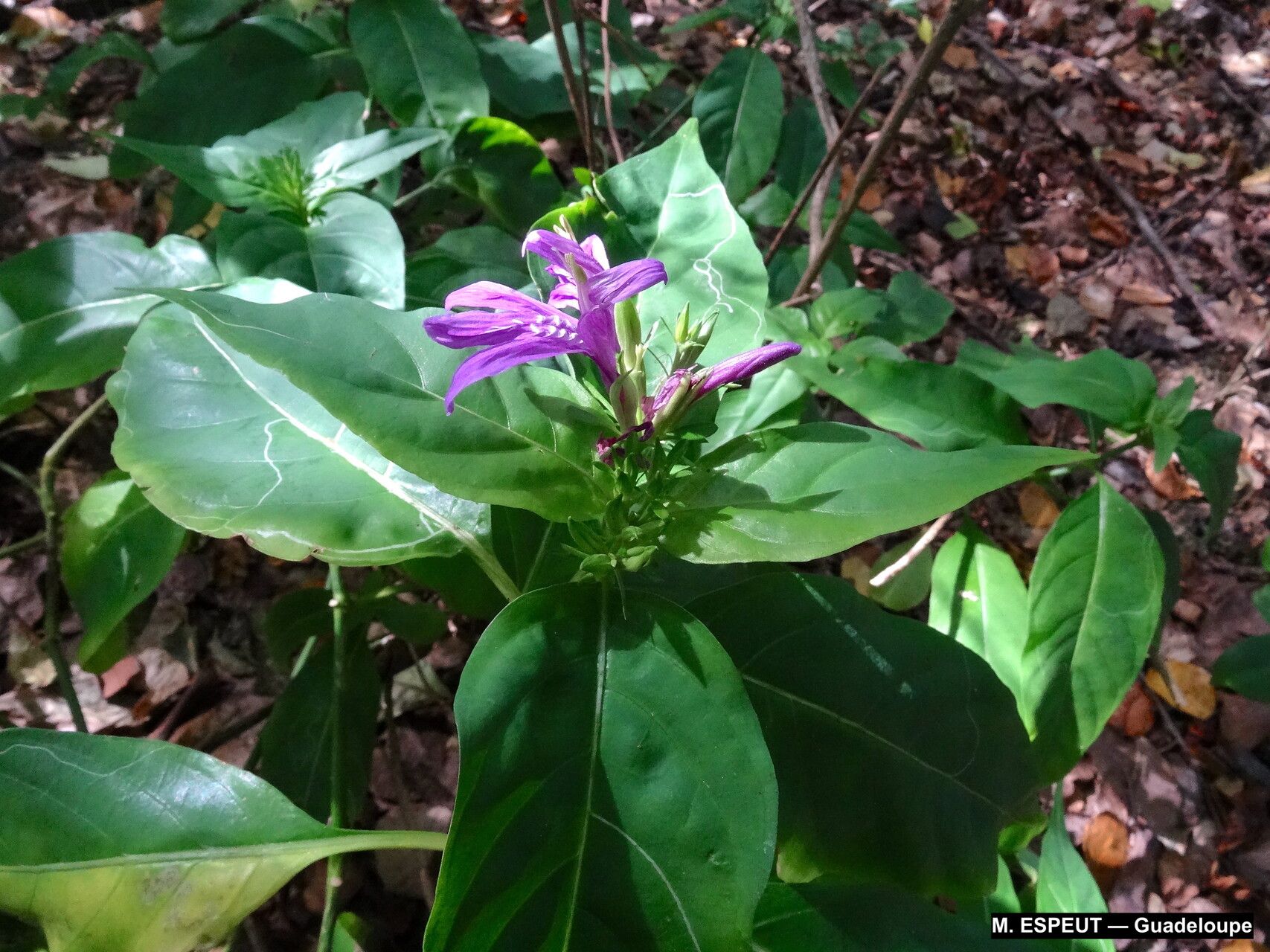 Dianthera eustachiana habit