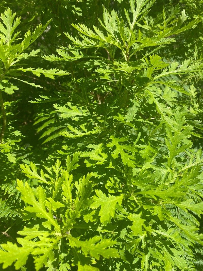 Argyranthemum pinnatifidum leaf