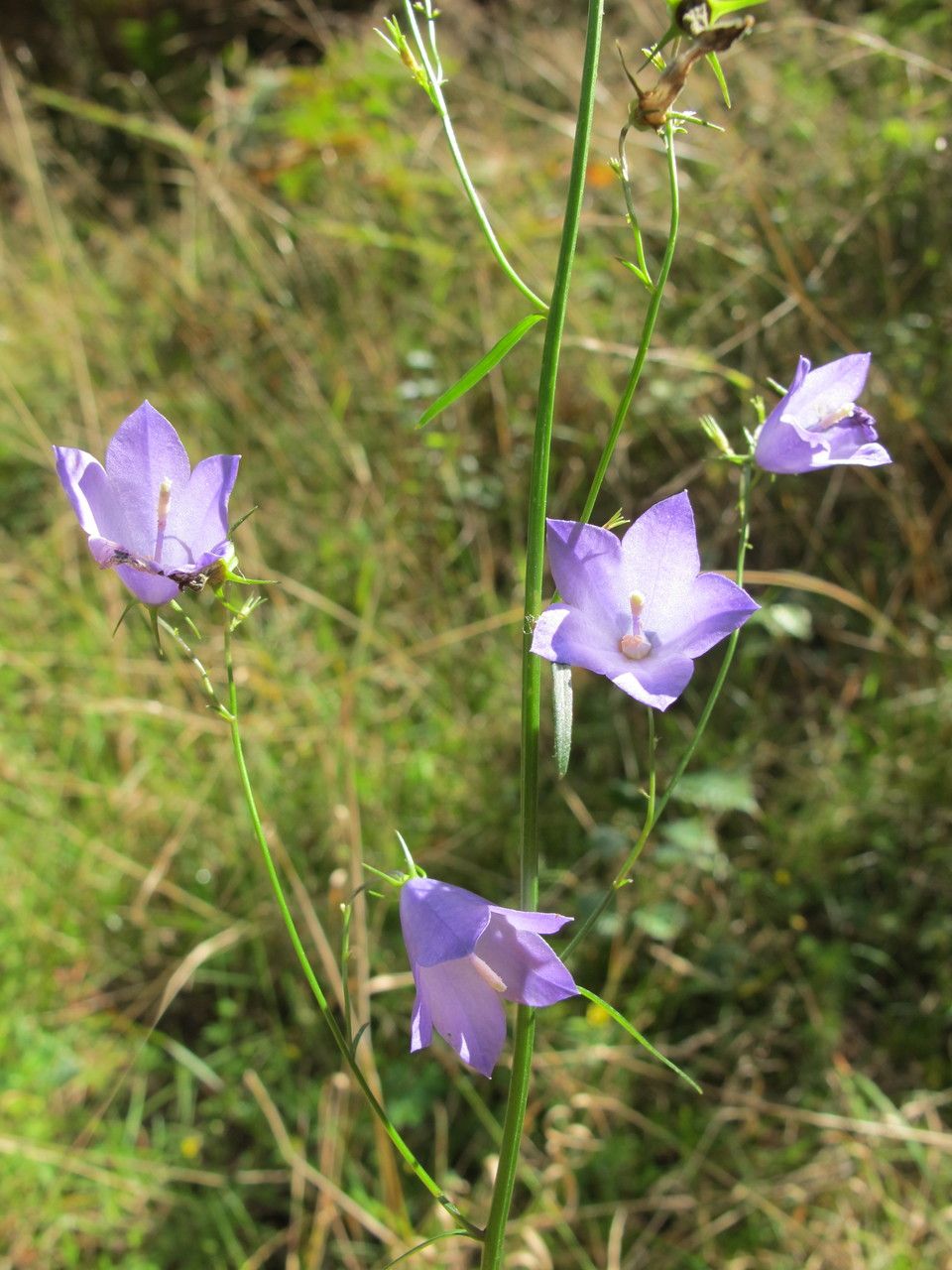 Campanula baumgartenii flower