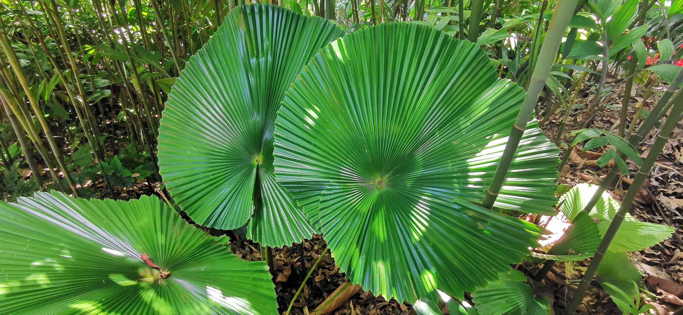 Licuala orbicularis leaf