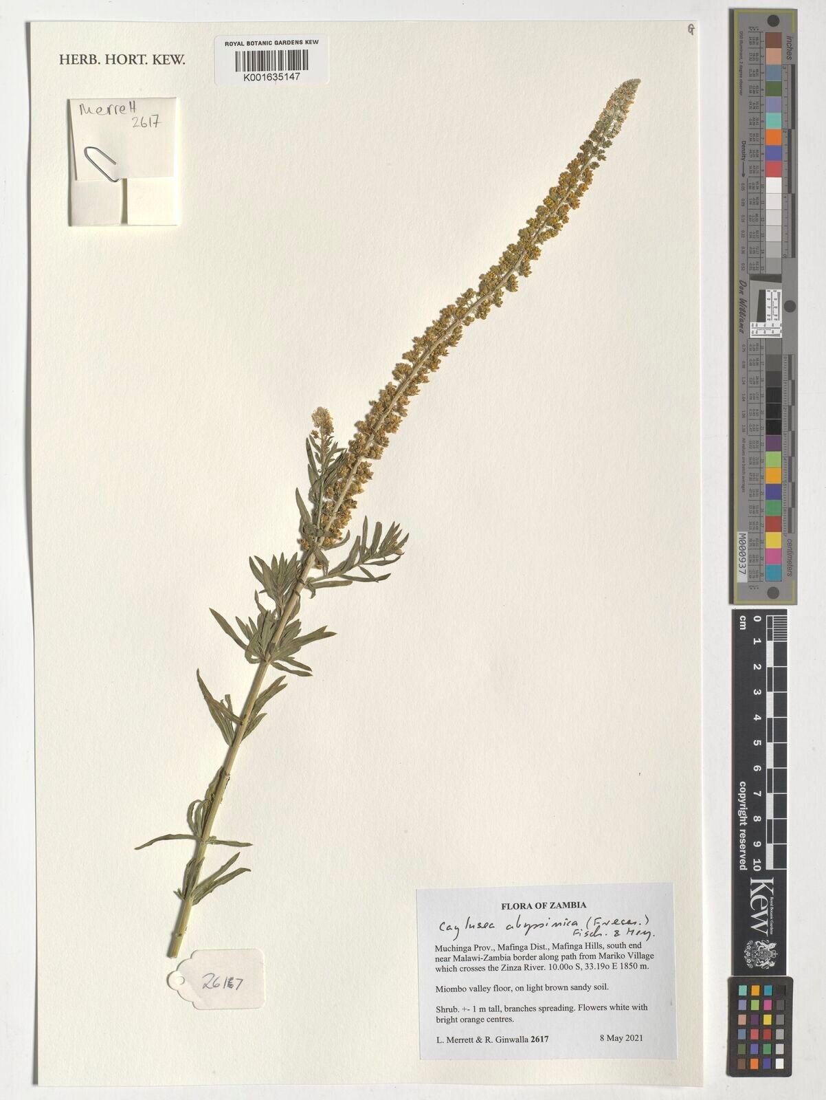 Caylusea abyssinica — related species from the same genus