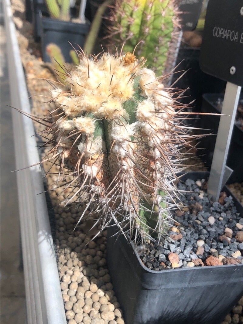 Copiapoa echinoides — houseplant care guide