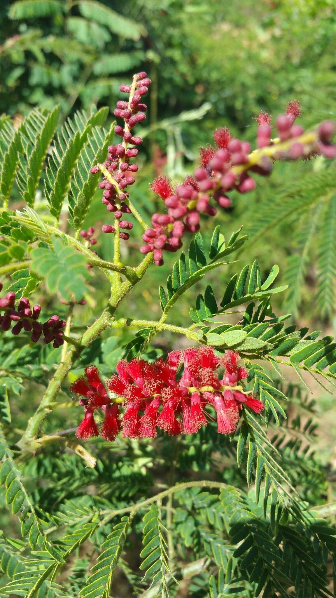 Senegalia pervillei flower