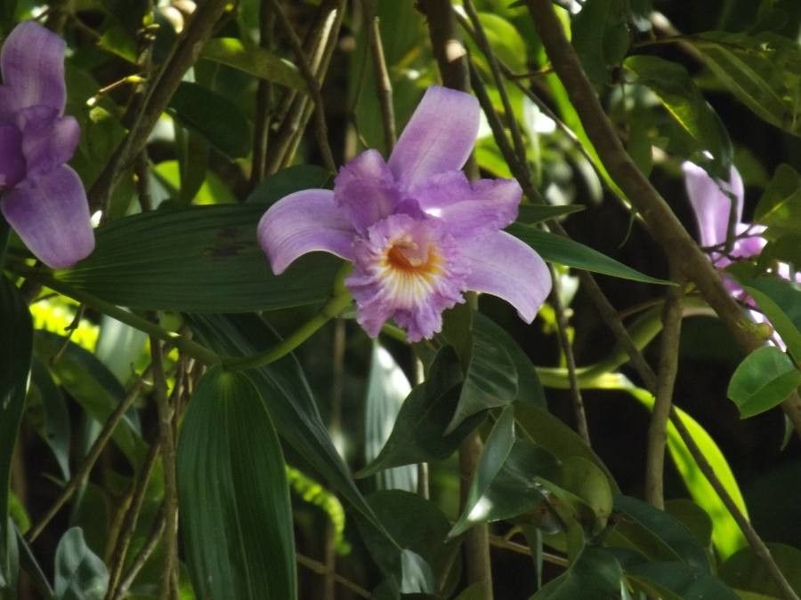 Sobralia warszewiczii flower