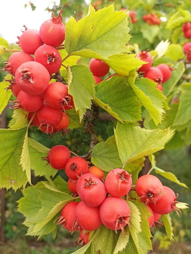Crataegus coccinea fruit