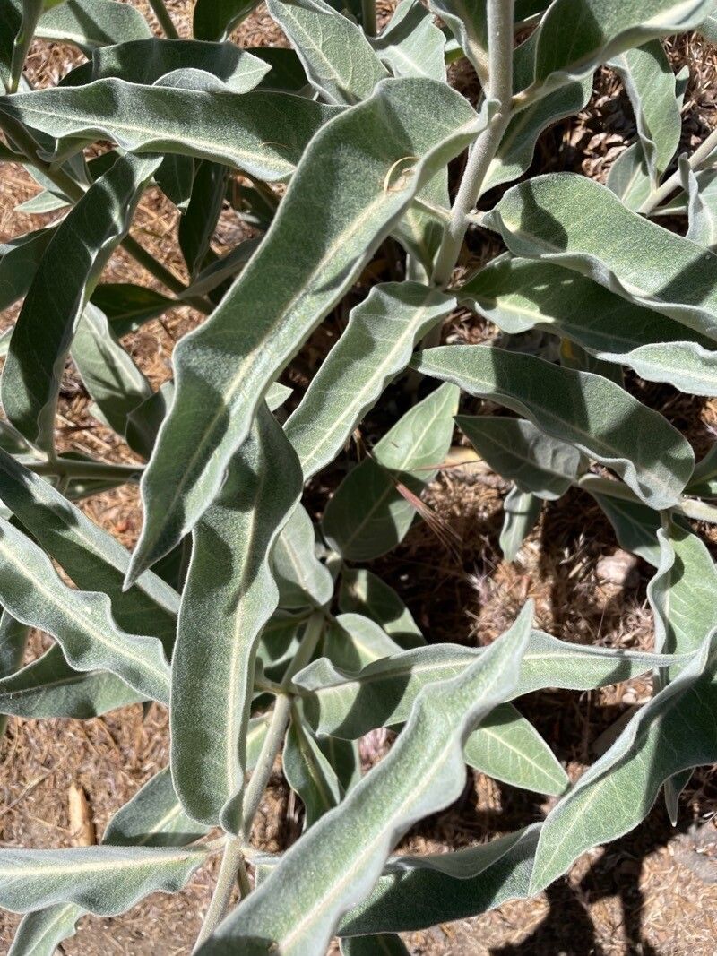 Asclepias eriocarpa — search result for 'Asclepias'