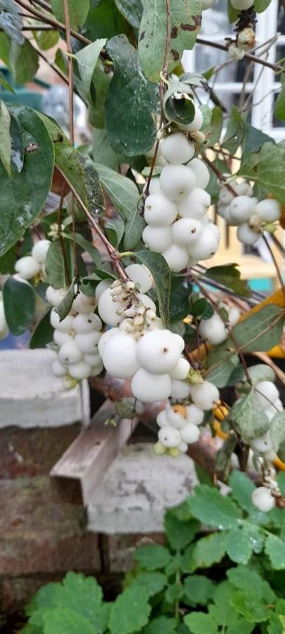 Syzygium wilsonii fruit