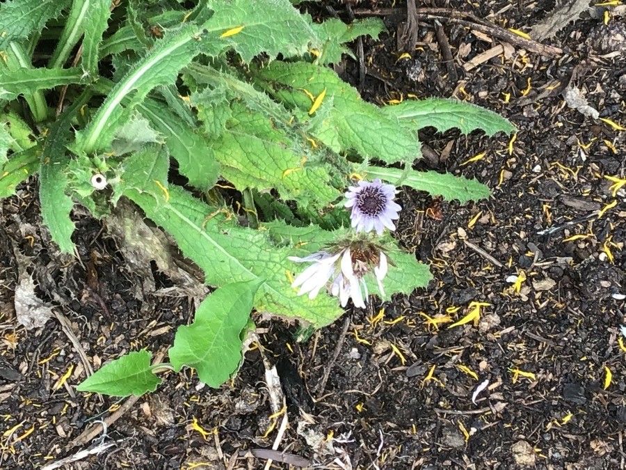 Berkheya purpurea flower