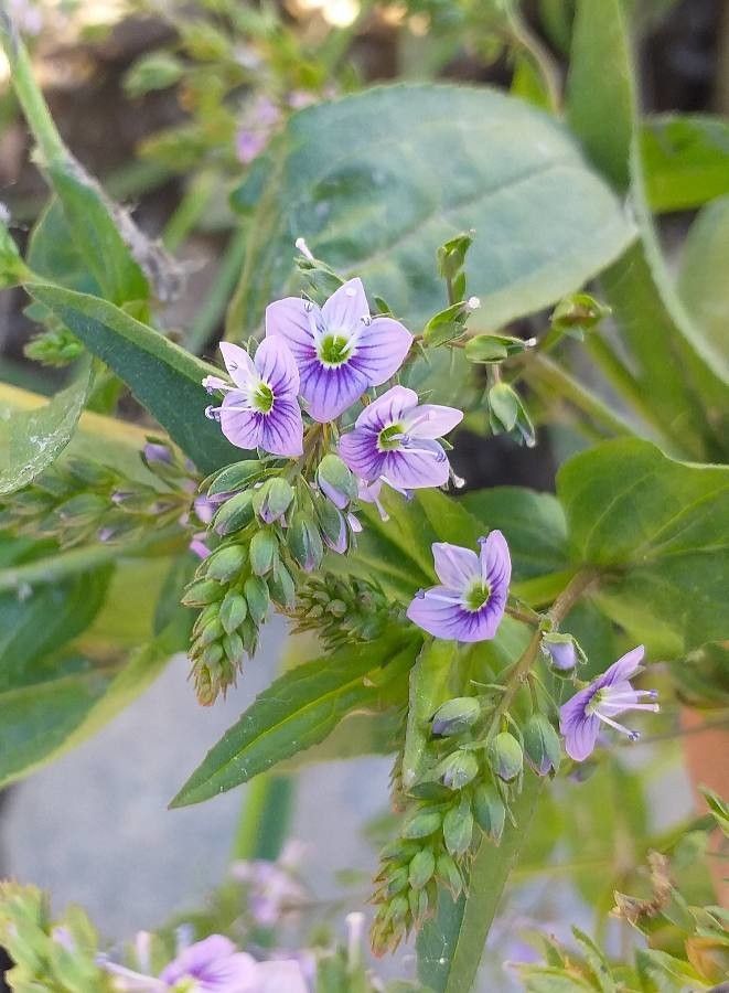 Veronica anagallis-aquatica flower