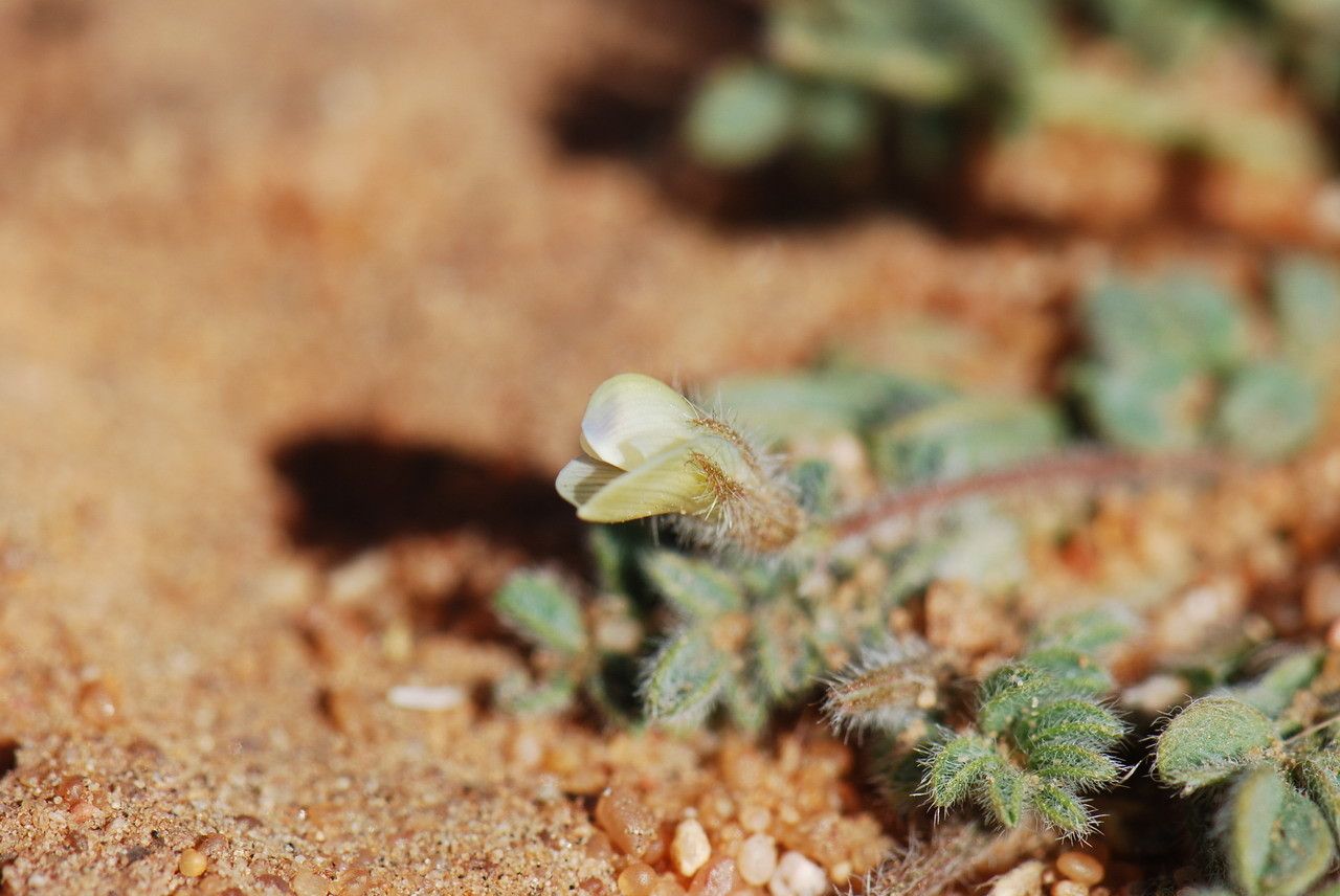 Astragalus eremophilus flower