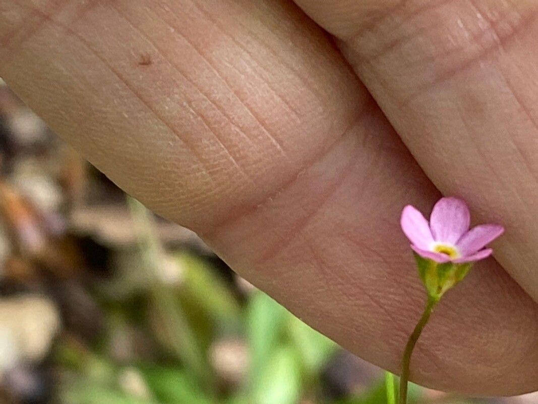 Androsace chaixii flower