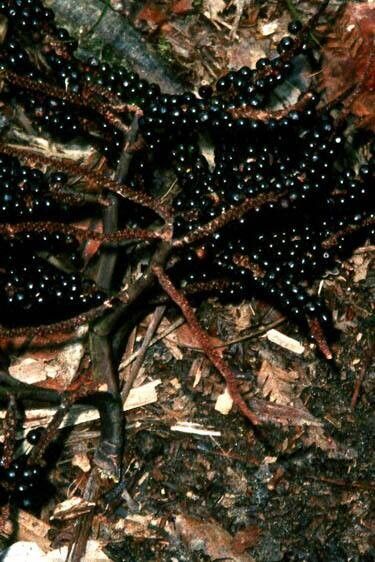 Basselinia favieri — search result for 'Arecaceae'