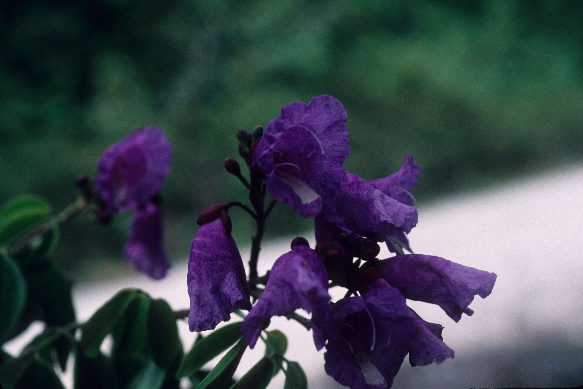 Eperua purpurea flower